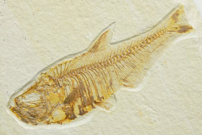 Bargain, Detailed Fossil Fish (Diplomystus) - Wyoming #363914
